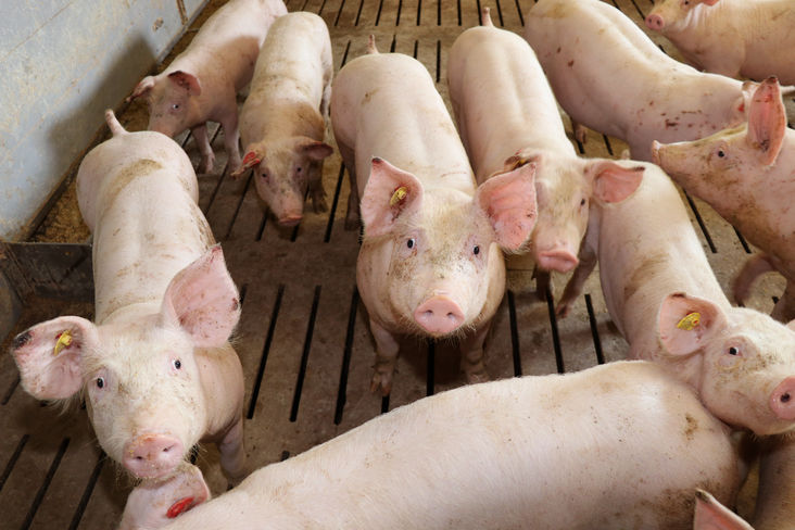 Schweine im Stall.jpg Schweine im Stall.jpg