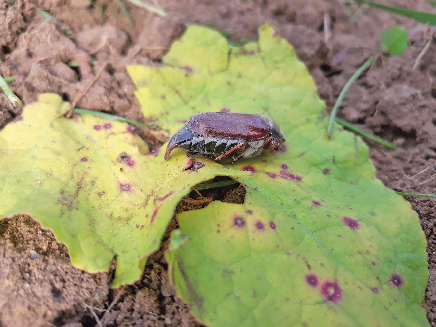 Engerlings- Problematik  weiter präsent.jpg © Neudorfer Engerlings- Problematik  weiter präsent.jpg © Neudorfer