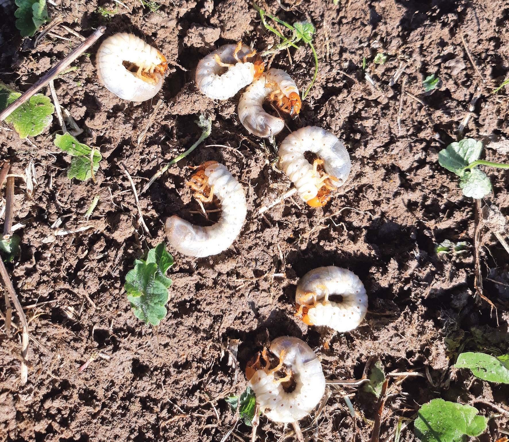 Engerlings- Problematik  weiter präsent.jpg © Neudorfer Engerlings- Problematik  weiter präsent.jpg © Neudorfer