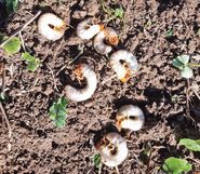 Engerlings- Problematik  weiter präsent.jpg © Neudorfer Engerlings- Problematik  weiter präsent.jpg © Neudorfer