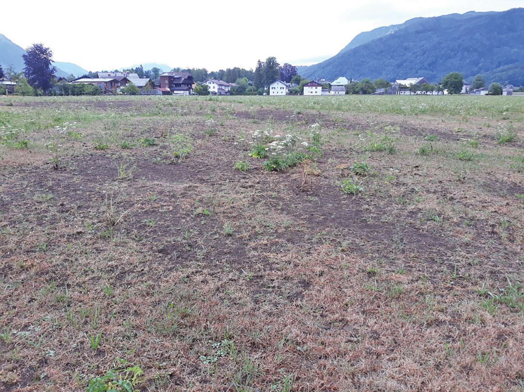 Engerlings- Problematik  weiter präsent.jpg © Neudorfer Engerlings- Problematik  weiter präsent.jpg © Neudorfer