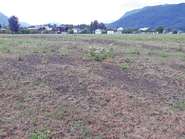 Engerlings- Problematik  weiter präsent.jpg © Neudorfer Engerlings- Problematik  weiter präsent.jpg © Neudorfer