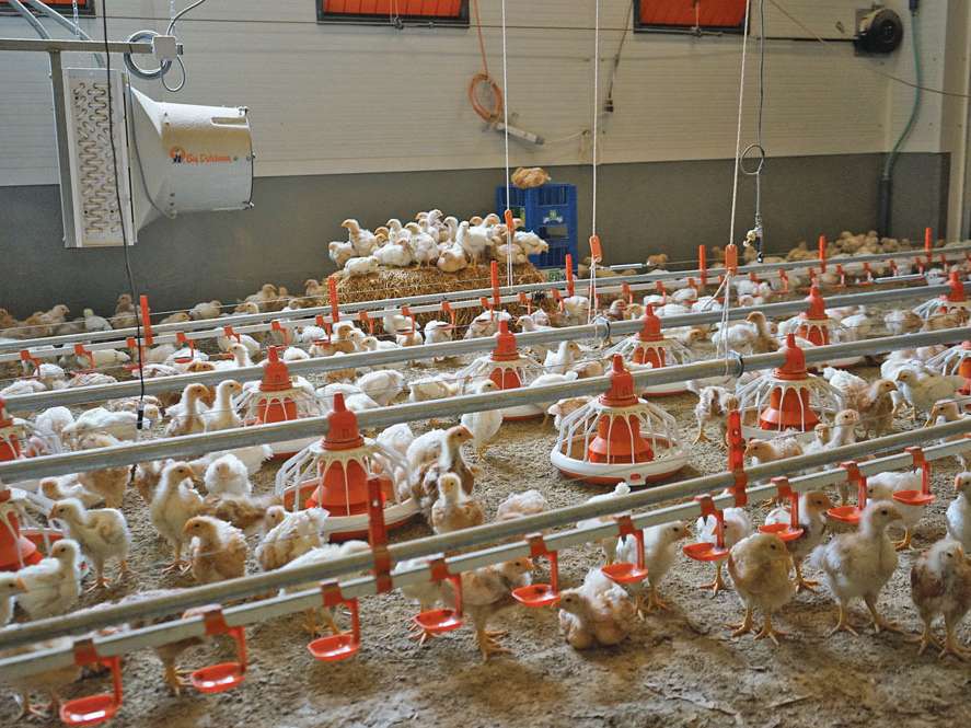 Vom Küken bis zum bratfertigen Hendl – Rieger in Abtenau.jpg © Privat Vom Küken bis zum bratfertigen Hendl – Rieger in Abtenau.jpg © Privat
