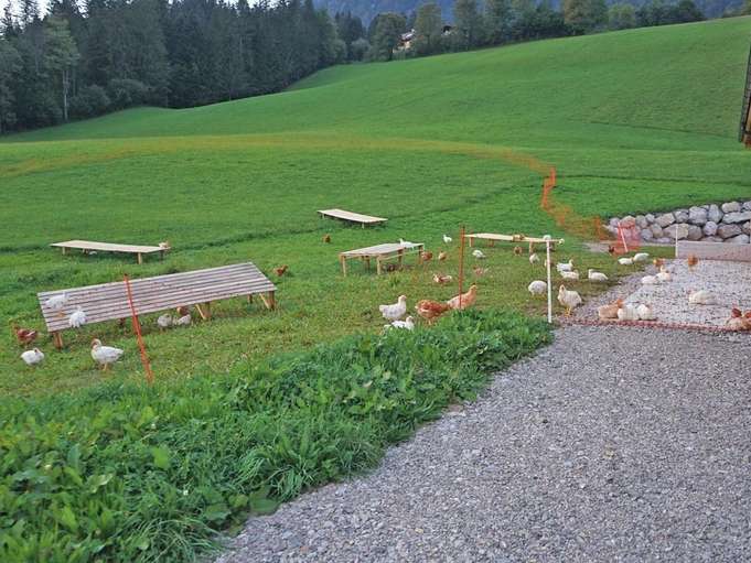 Vom Küken bis zum bratfertigen Hendl – Rieger in Abtenau.jpg © Privat