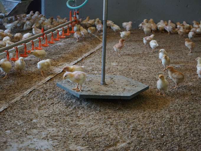 Vom Küken bis zum bratfertigen Hendl – Riegerbauer.jpg © Privat Vom Küken bis zum bratfertigen Hendl – Riegerbauer.jpg © Privat