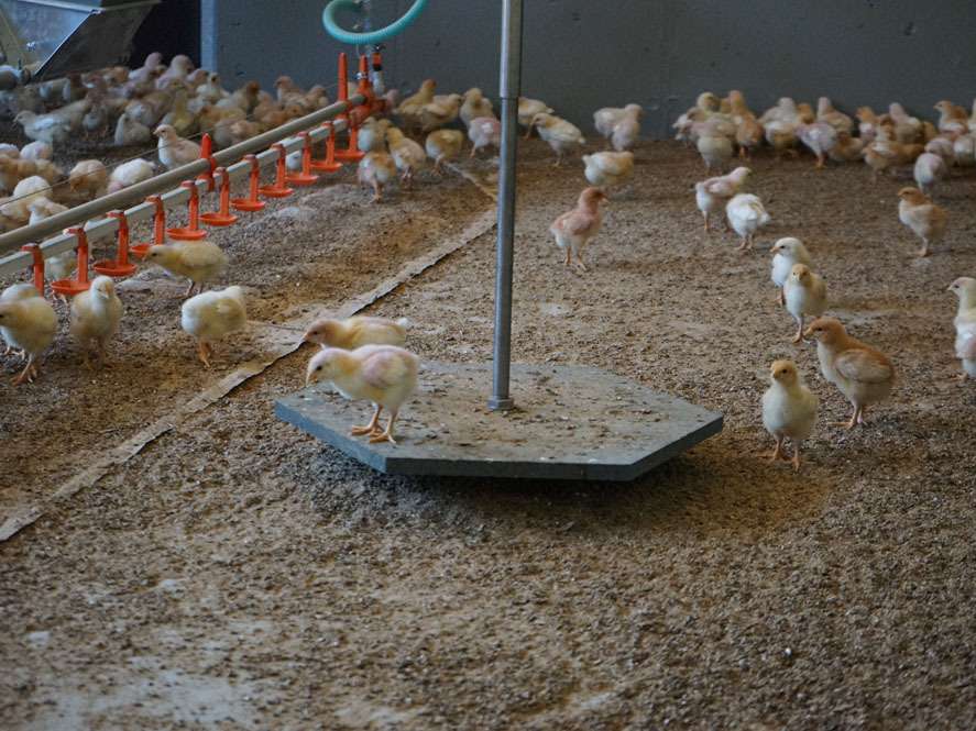 Vom Küken bis zum bratfertigen Hendl – Riegerbauer.jpg © Privat Vom Küken bis zum bratfertigen Hendl – Riegerbauer.jpg © Privat