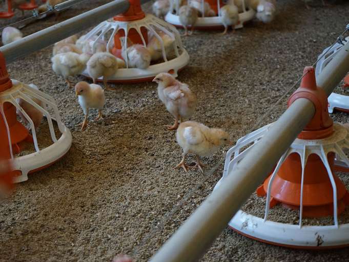 Vom Küken bis zum bratfertigen Hendl – Riegerbauer.jpg © Privat Vom Küken bis zum bratfertigen Hendl – Riegerbauer.jpg © Privat