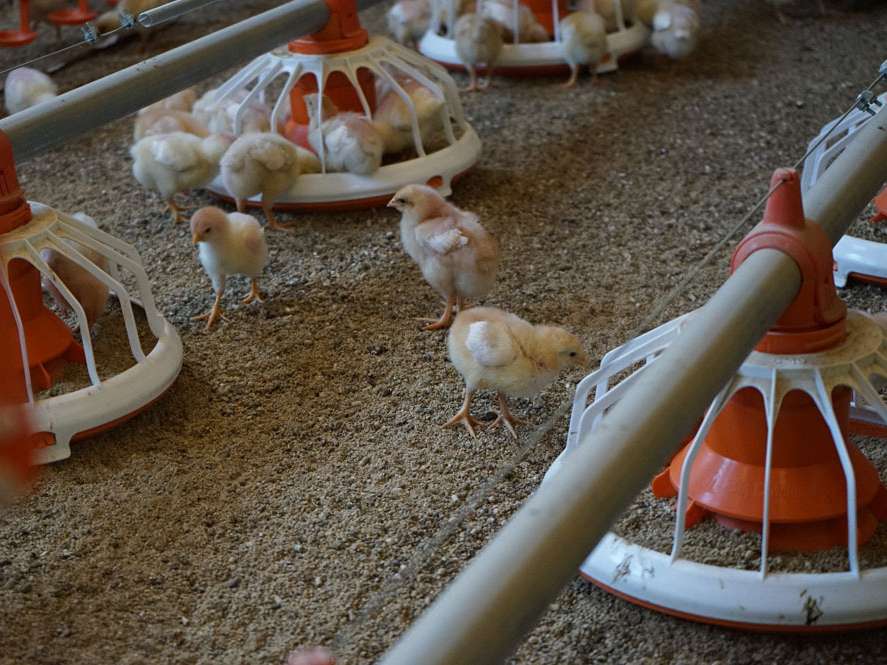 Vom Küken bis zum bratfertigen Hendl – Riegerbauer.jpg © Privat Vom Küken bis zum bratfertigen Hendl – Riegerbauer.jpg © Privat