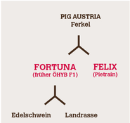 Zuchtschema.png © PIG Austria