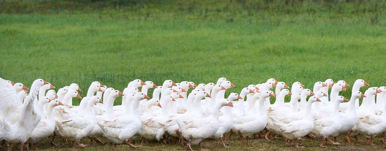 Gans.jpg Gans.jpg