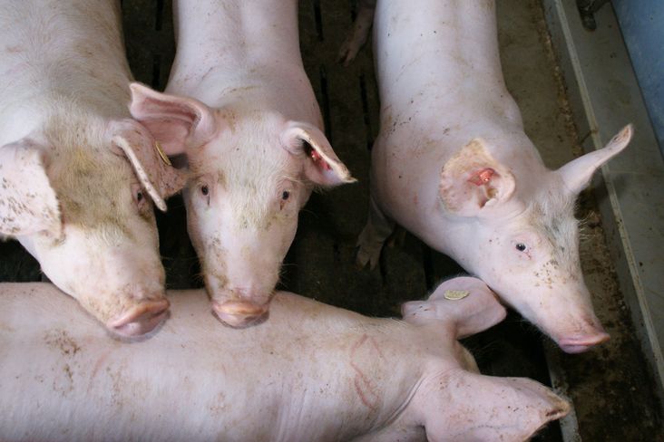Schweinehaltung LK OÖ.jpg