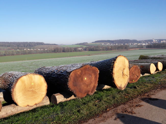 Submissionstaugliche Stämme müssen bis Ende November beim Waldhelfer oder Forstberater gemeldet werden. © LK OÖ Submissionstaugliche Stämme müssen bis Ende November beim Waldhelfer oder Forstberater gemeldet werden. © LK OÖ