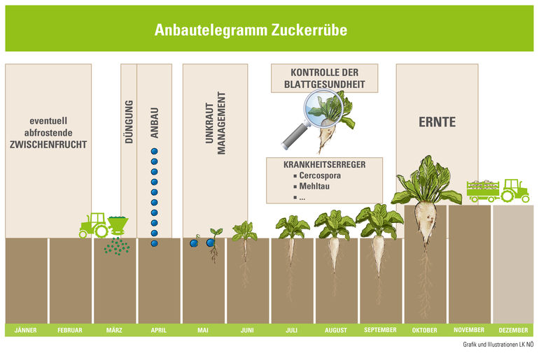 Grafik Anbautelegramm Zuckerrübe.jpg © Eva Kail/LK NIederösterreich Grafik Anbautelegramm Zuckerrübe.jpg © Eva Kail/LK NIederösterreich