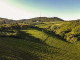 wien-grinzing-muckenthal-herbst-0978.jpg © RWK Wien / www.pov.at