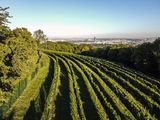 wien-grinzing-seidenhaus-herbst-0015.jpg © RWK Wien / www.pov.at