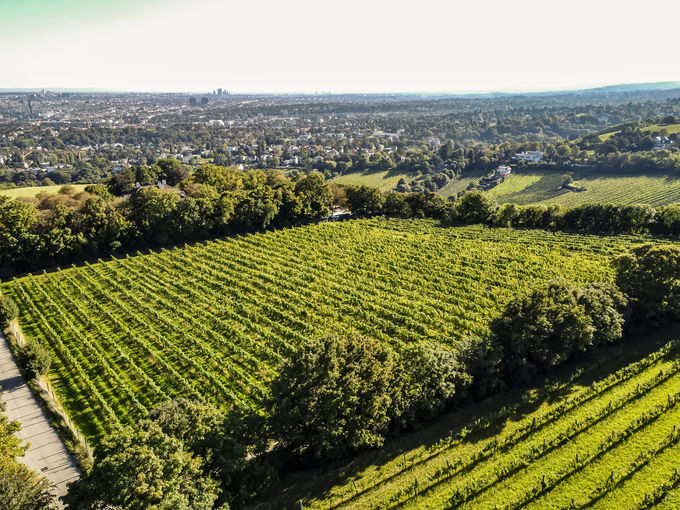 wien-heiligenstadt-schlegel-herbst-0928.jpg © Archiv