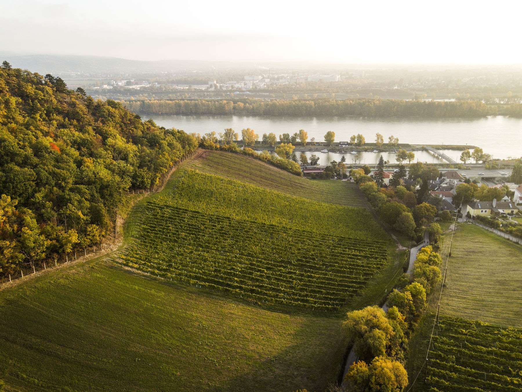 wien-kahlenbergerdorf-altweingarten-herbst-0358.jpg © RWK Wien / www.pov.at