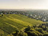 wien-liesing-sätzen-herbst-0366.jpg © RWK Wien / www.pov.at