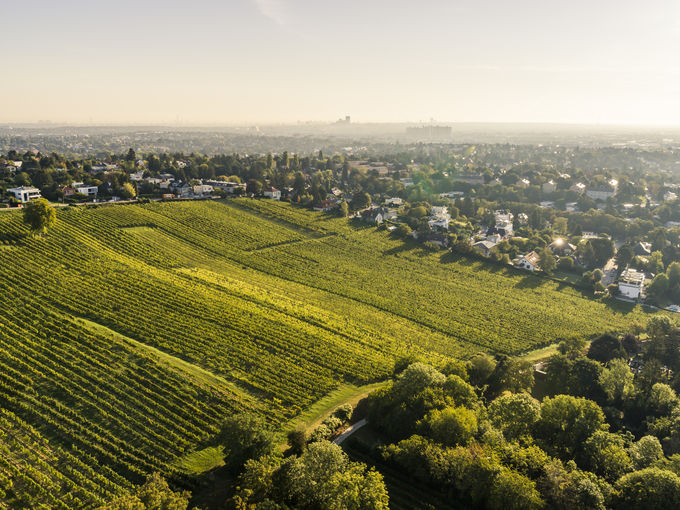 wien-liesing-sätzen-herbst-0366.jpg © RWK Wien / www.pov.at