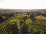 wien-mauer-kroissberg-herbst-0996.jpg © RWK Wien / www.pov.at