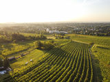 wien-mauer-leiten-herbst-0970.jpg © RWK Wien / www.pov.at