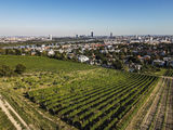 wien-nussberg-erinnerungsgarten-herbst-0962.jpg © RWK Wien / www.pov.at