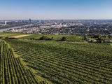 wien-nussberg-obere-schos-herbst-0931.jpg © RWK Wien / www.pov.at