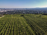 wien-nussberg-platte-herbst-0932.jpg © RWK Wien / www.pov.at