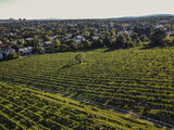 wien-nussberg-serfellner-herbst-0966.jpg © RWK Wien / www.pov.at