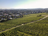 wien-nussberg-untere-schos-herbst-0953.jpg © RWK Wien / www.pov.at