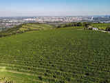 wien-nussberg-weisleiten-herbst-0922.jpg