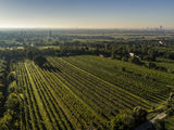 wien--stammersdorf-raiffel-herbst-0881.jpg © RWK Wien / www.pov.at