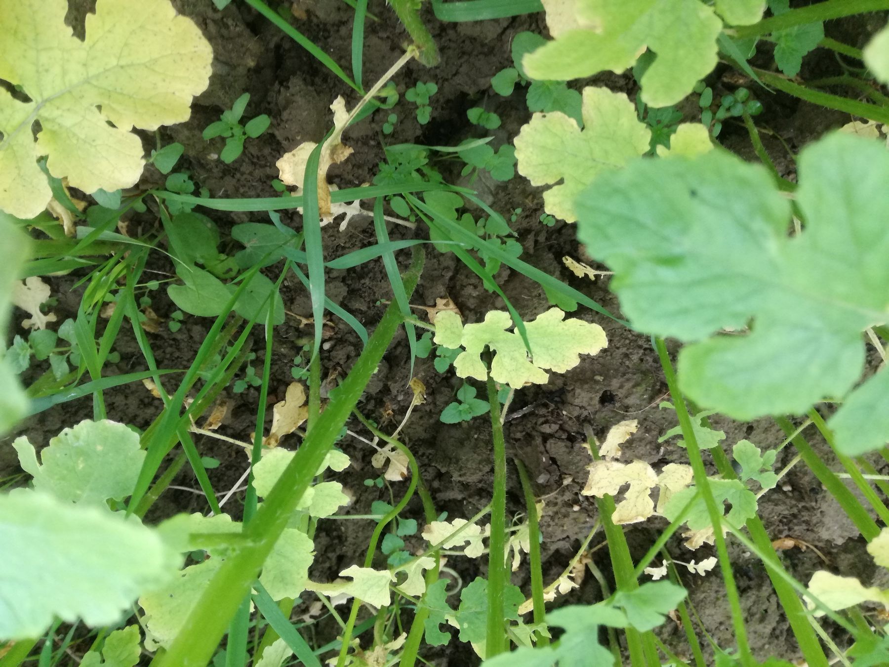Verunkrautung in der Zwischenfrucht © BWSB/Wallner Verunkrautung in der Zwischenfrucht © BWSB/Wallner
