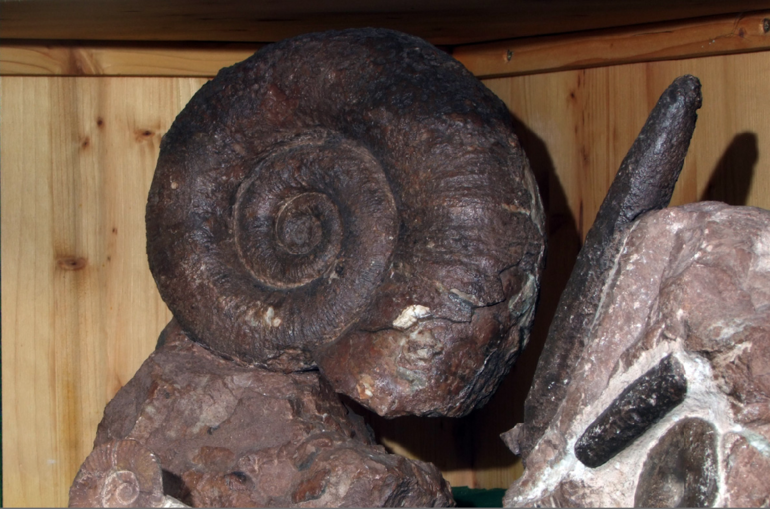 Schnecke.png © Standl Schnecke.png © Standl
