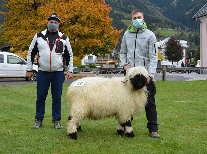 Versteigerung Salzburger Landesverband für Schafe und Ziegen.jpg © Green