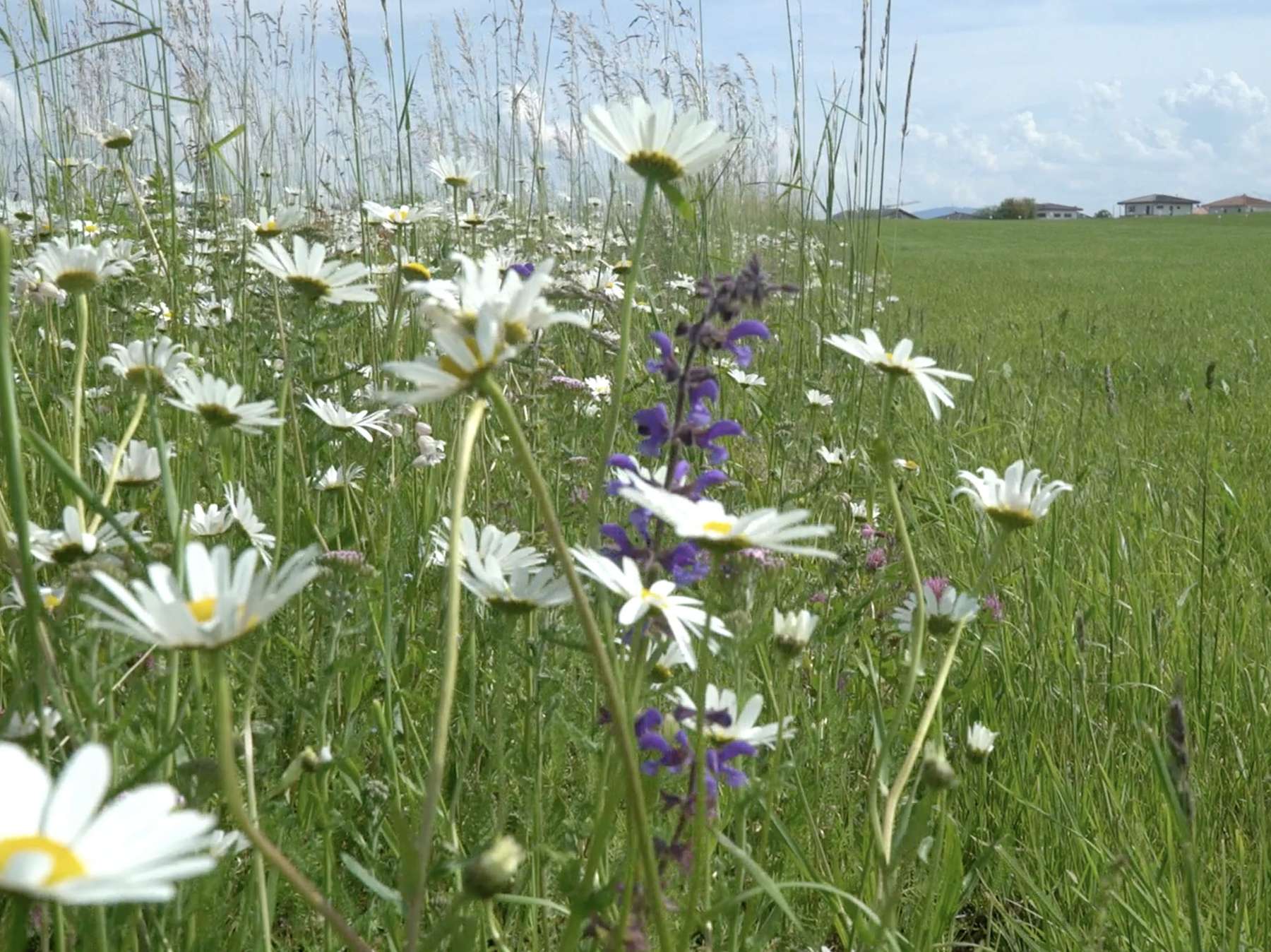 Lebensraum Wiese Berndorf.jpg © LK Dürnberger