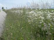 Blumenwiese Berndorf Landesstraße.jpg © LK Dürnberger