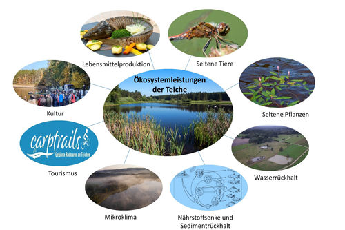 Was Karpfenteiche Leisten Landwirtschaftskammer Okosystem Teich Wissenschaft Was Karpfenteiche Leisten Landwirtschaftskammer Okosystem Teich Wissenschaft