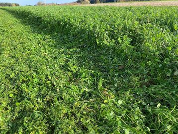 Zwischenfruchtversuch in Steinerkirchen##+##Bezirk Wels Zwischenfruchtversuch in Steinerkirchen##+##Bezirk Wels