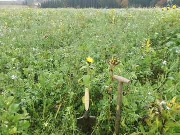 Eindrücke zu den Zwischenfrucht Mädrusch- und Direktsaatversuchen##+##Rohr im Kremstal bei Wasserbauer Gerald Wallner Eindrücke zu den Zwischenfrucht Mädrusch- und Direktsaatversuchen##+##Rohr im Kremstal bei Wasserbauer Gerald Wallner