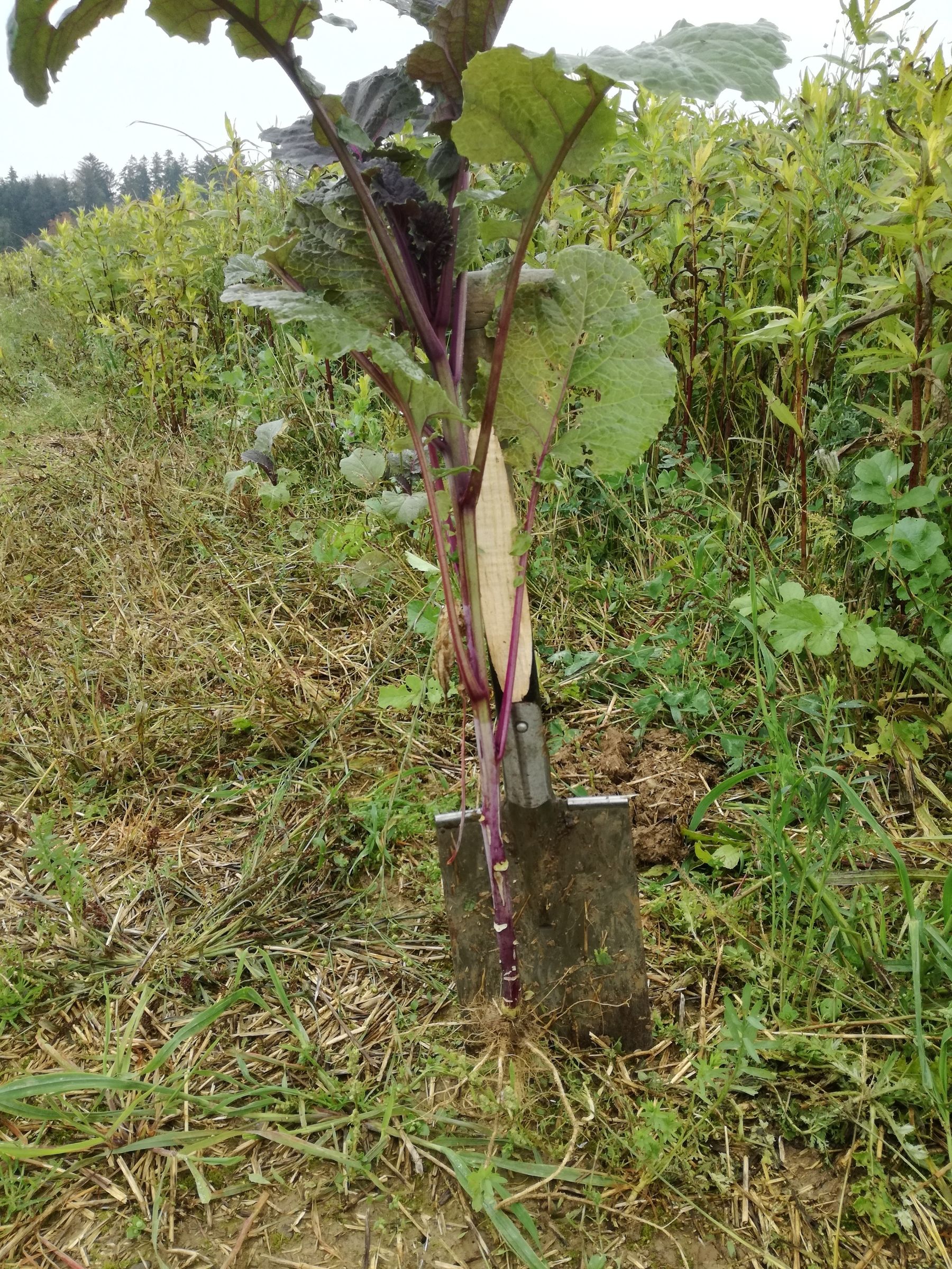 Abessinischer Senf © BWSB Abessinischer Senf © BWSB