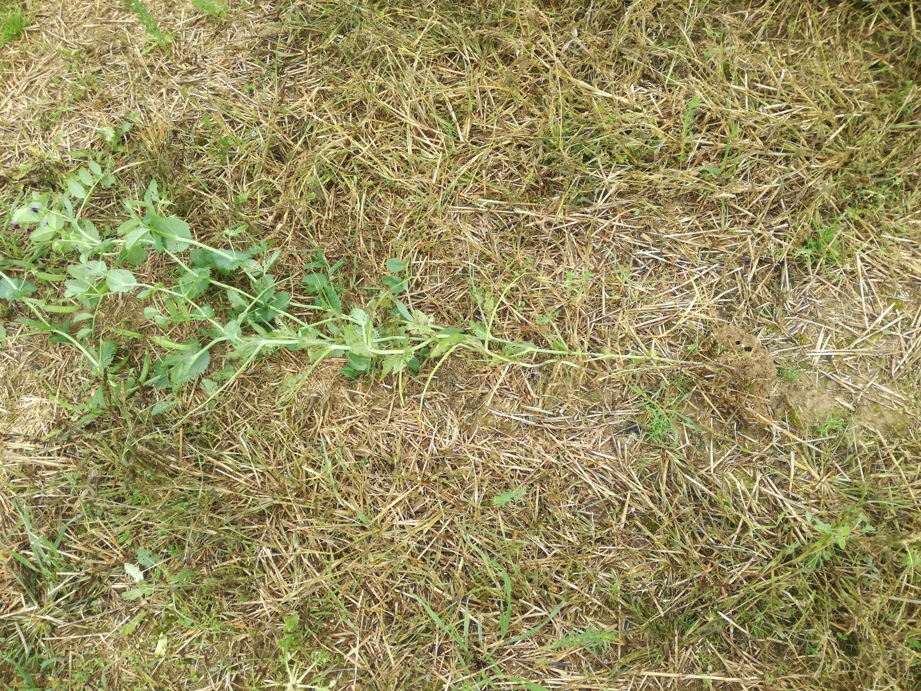 Felderbse © BWSB Felderbse © BWSB