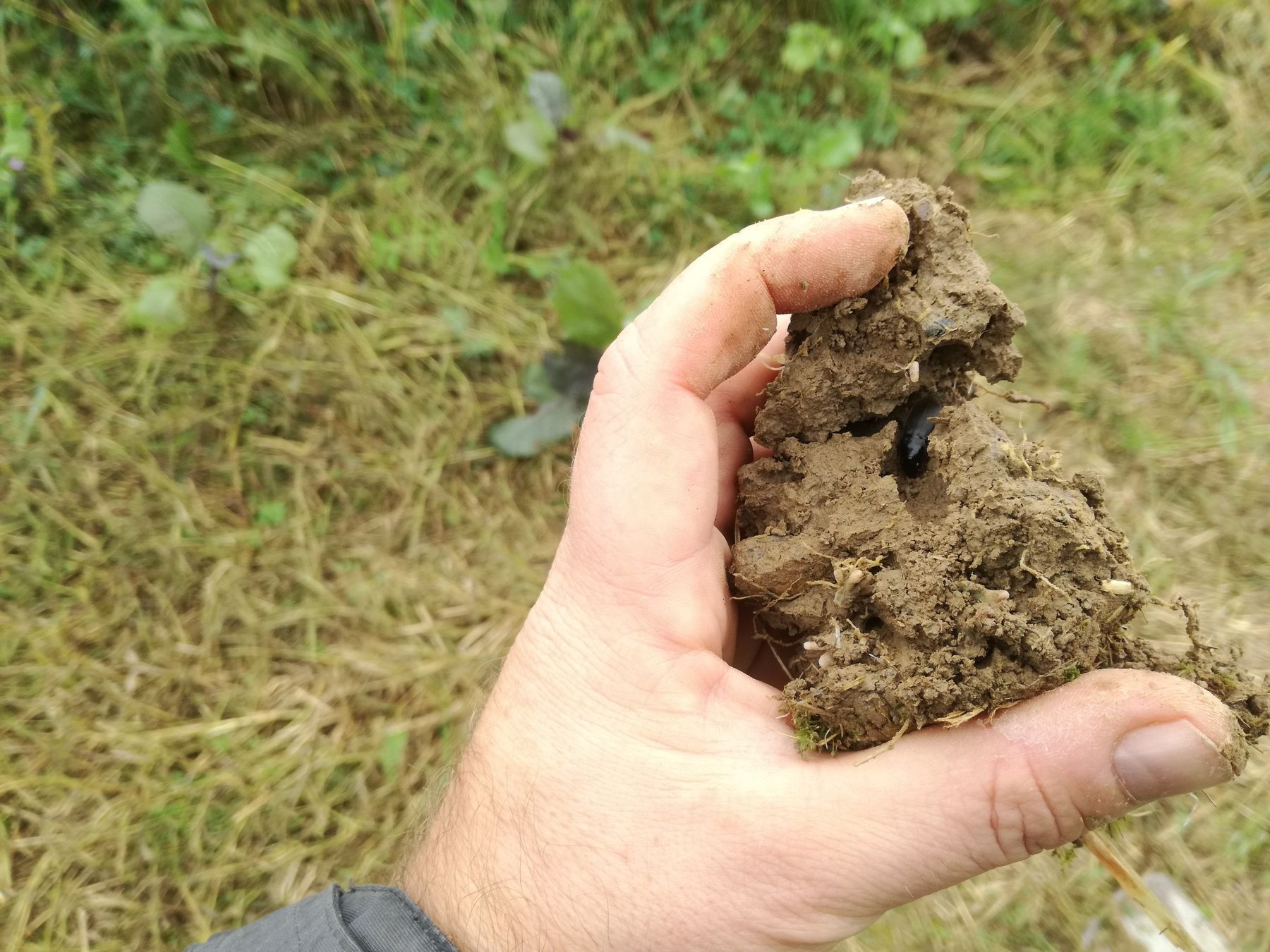 Schnellkäfer sucht Unterschlupf © BWSB Schnellkäfer sucht Unterschlupf © BWSB