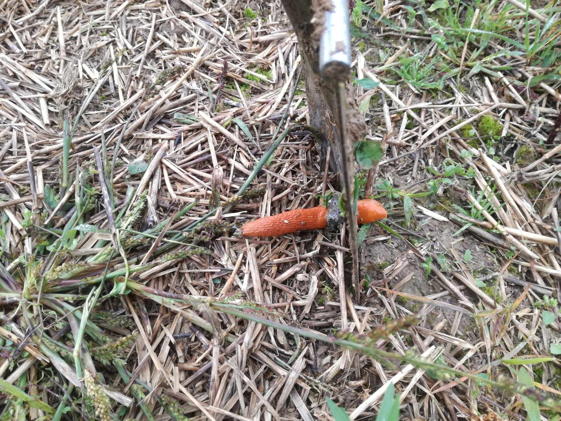 Keine Sorgen, Schnecken gibts genug.... © BWSB Keine Sorgen, Schnecken gibts genug.... © BWSB