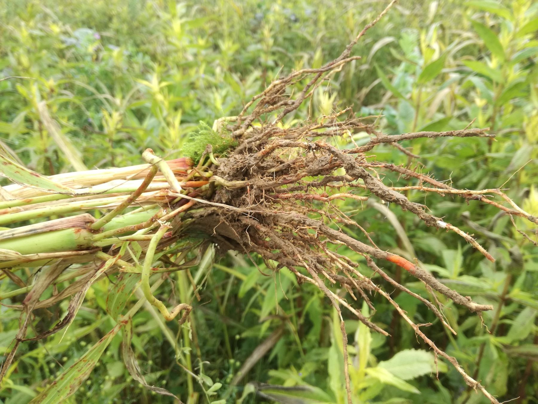 Wurzel Sorghum © BWSB Wurzel Sorghum © BWSB