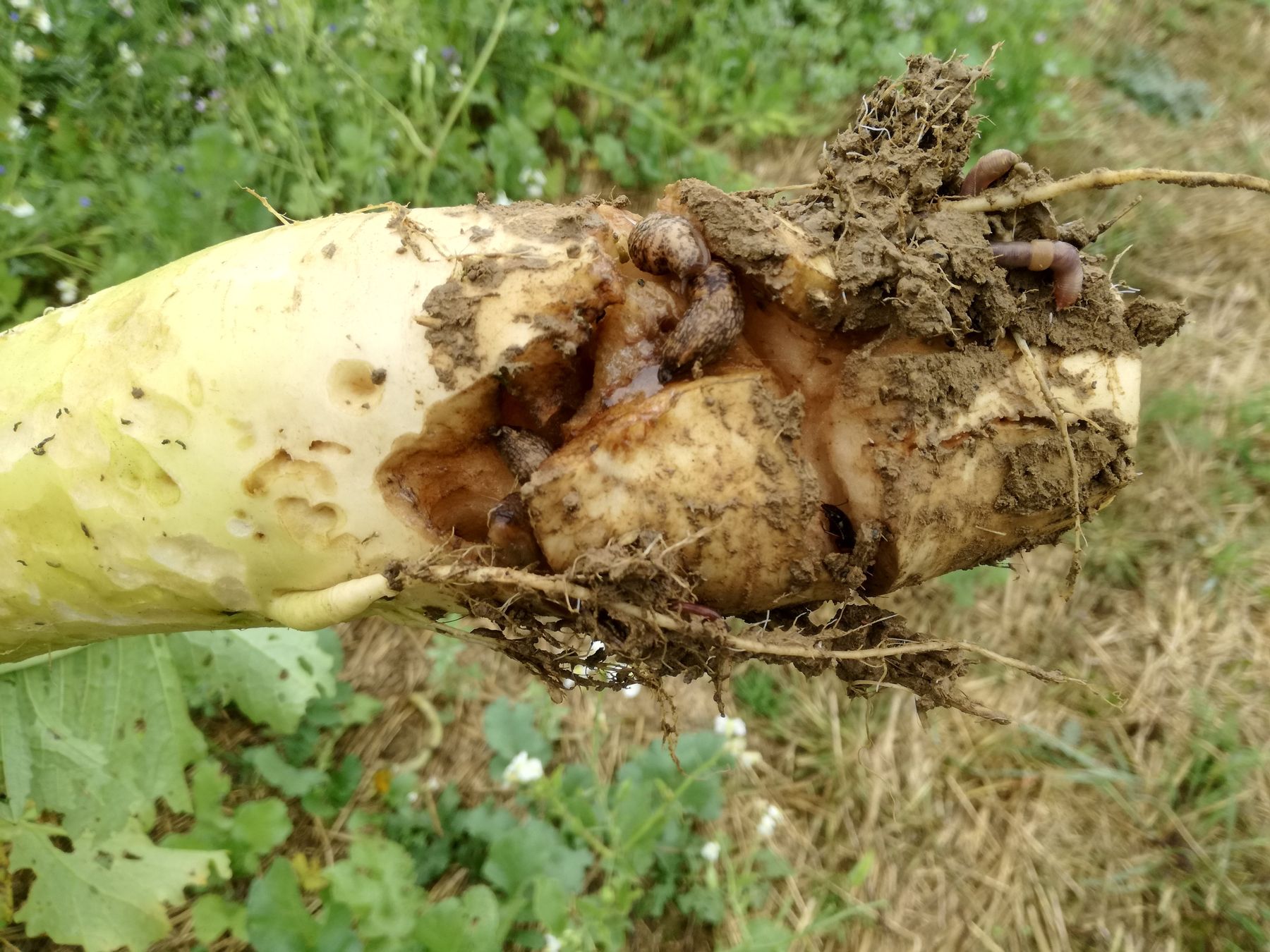 Volle Biodiversität am Meliorationsrettich, wer findet alle Lebewesen? © BWSB