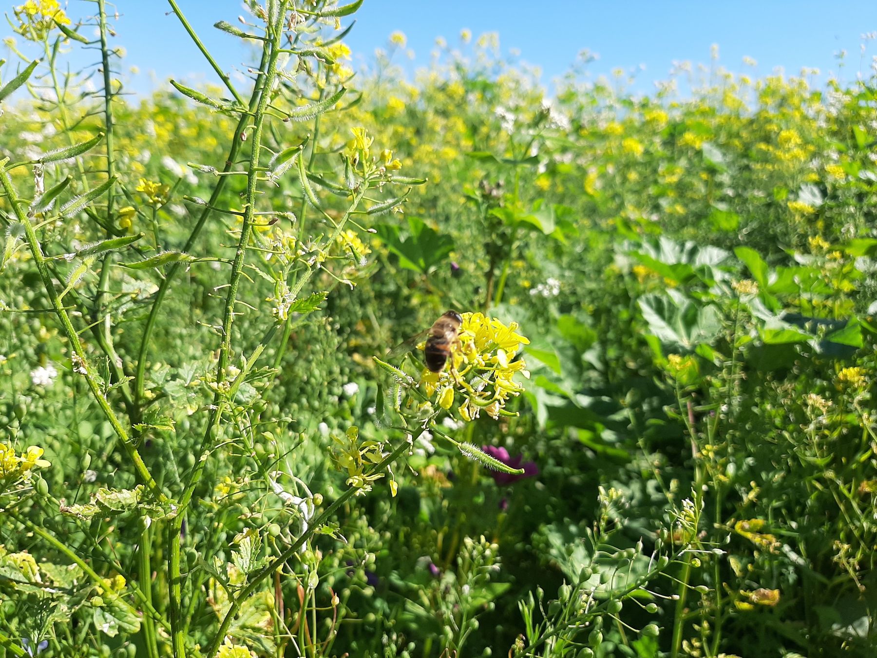 Nützlingsstreifen © BWSB Nützlingsstreifen © BWSB