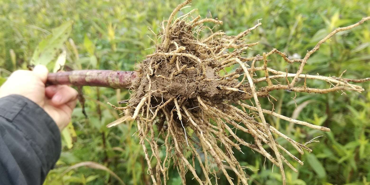 Ramtillkraut - ausgeprägtes Wurzelsystem.jpg © BWSB/Wallner