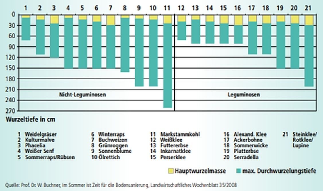 Unterschiedliche Wurzeltiefen verschiedener Zwischenfrüchte_Buchner.jpg © Prof. Dr. W. Buchner