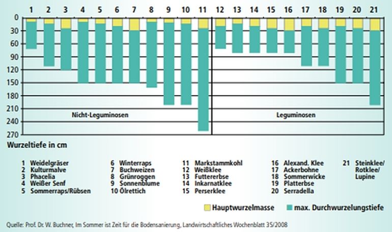 Unterschiedliche Wurzeltiefen verschiedener Zwischenfrüchte_Buchner.jpg © Prof. Dr. W. Buchner